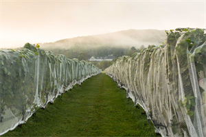 4226410_14_CellardoorWineryMaine