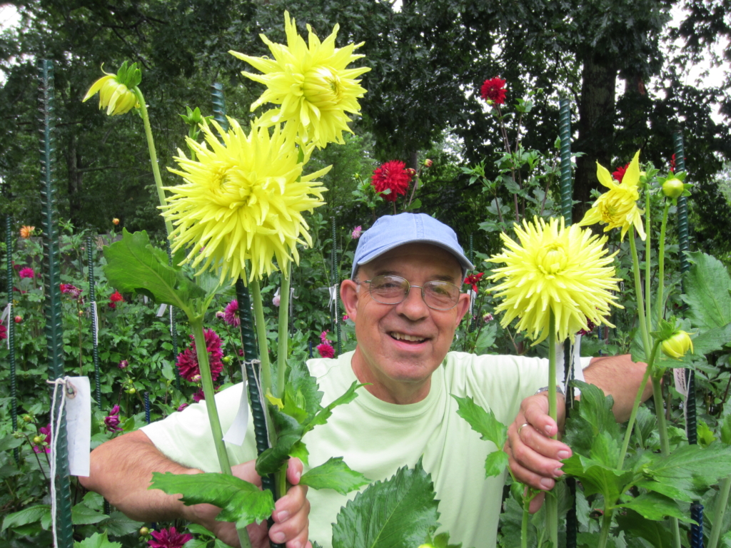 Dahlias Preview